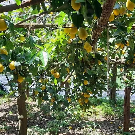 Affittacamere Affitacamere Novella Tramonti
